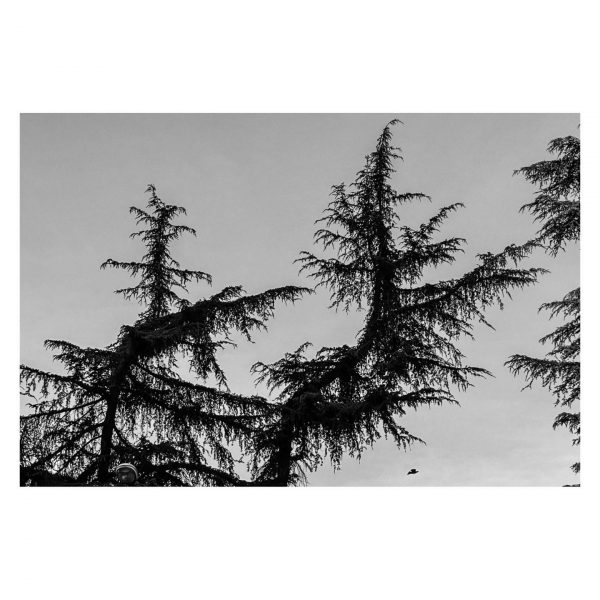 Paseante 003