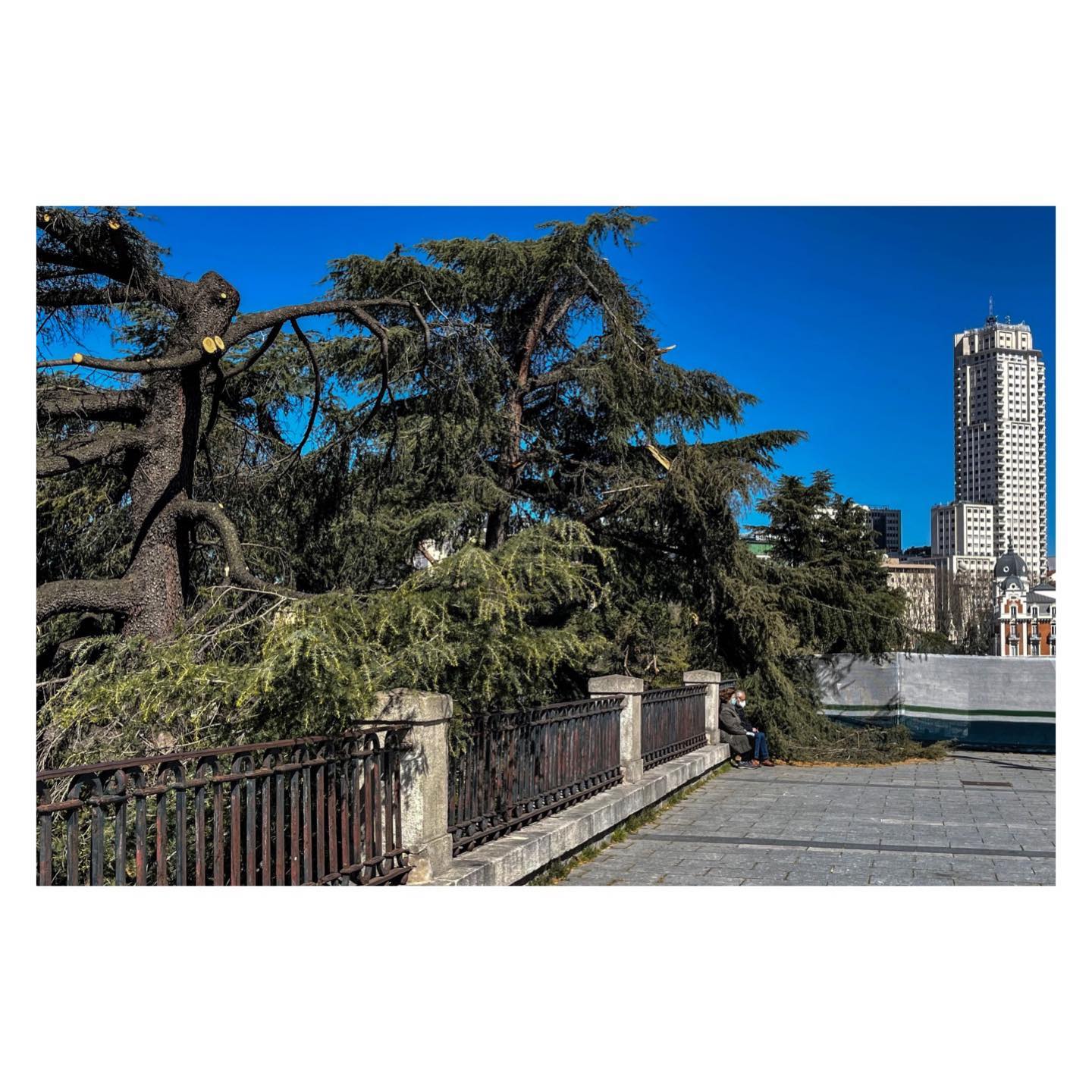 Paseante 004