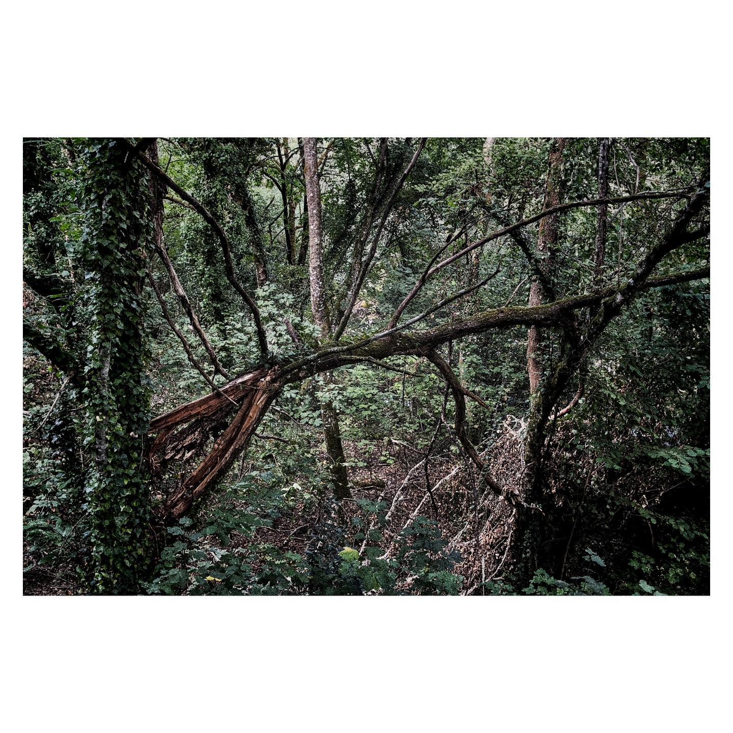 Paseante 024