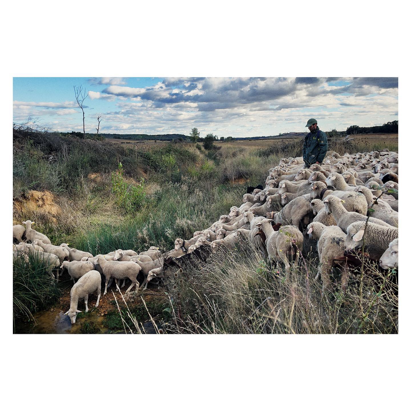 Paseante 049