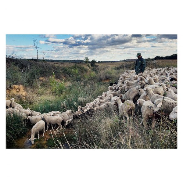 Paseante 049