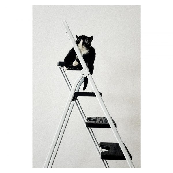 Paseante 056