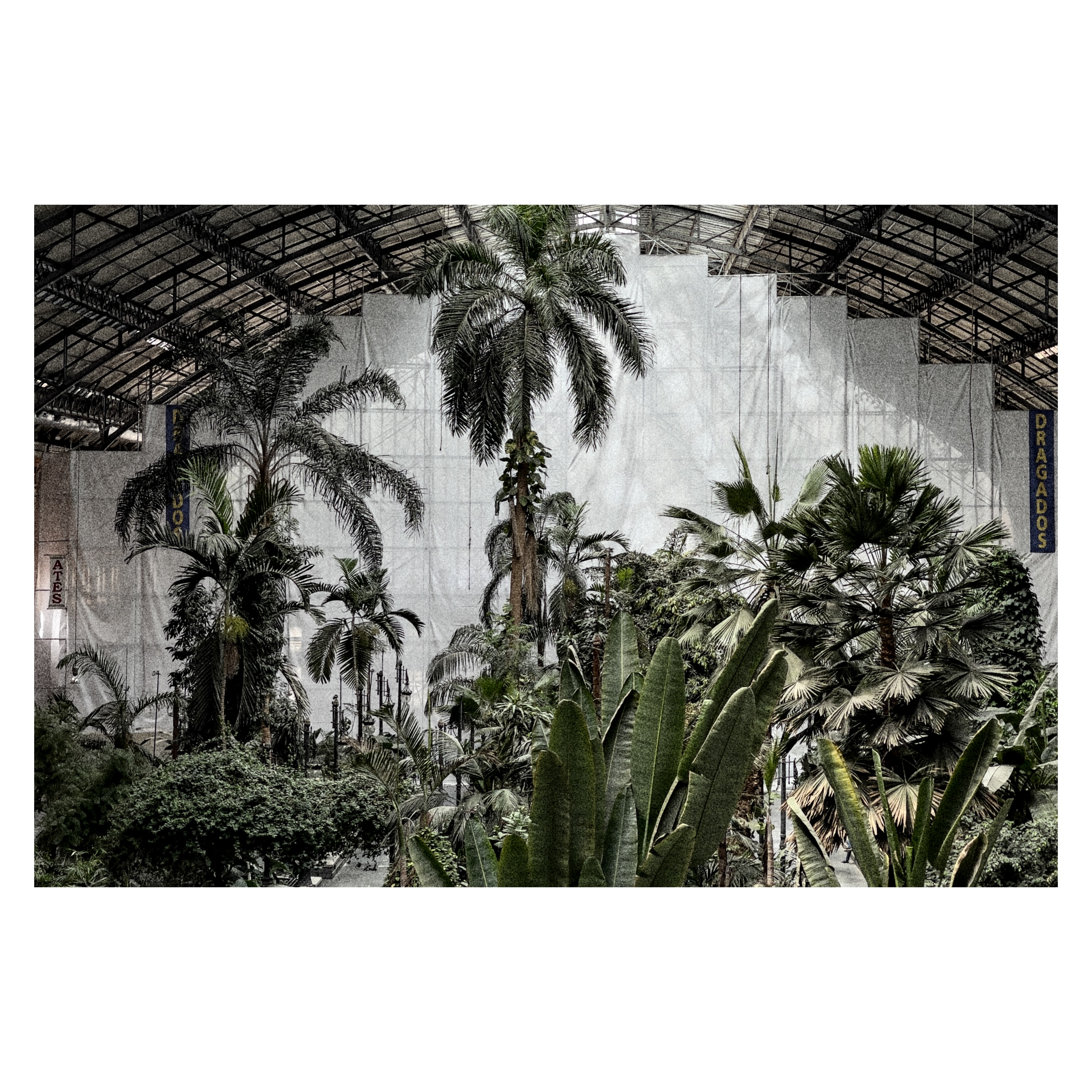 Paseante 085
